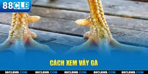 Cách Xem Vảy Gà: Những Bí Mật Ẩn Chứa Trong Từng Chiến Kê