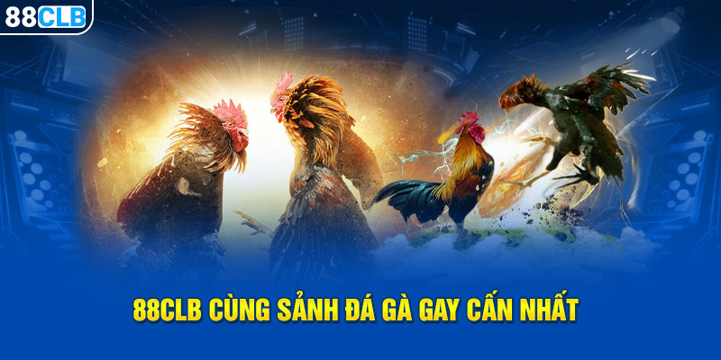 88CLB cùng sảnh đá gà gay cấn nhất