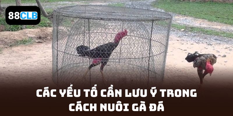 Các yếu tố cần lưu ý trong Cách Nuôi Gà Đá