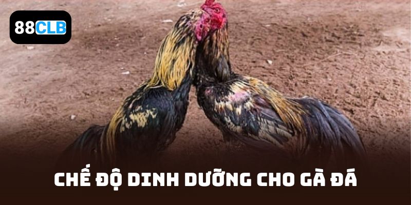 Chế độ dinh dưỡng cho gà đá