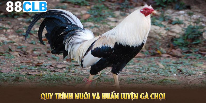 Quy trình nuôi và huấn luyện gà chọi tốt nhất